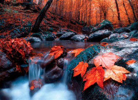 Download Forest Leaf Fall Nature Stream Hd Wallpaper