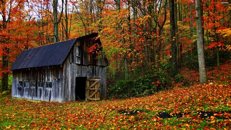 House Autumn Leaves Trees Jungle Forest Countryside