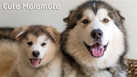 Alaskan Malamute Giving Singing Lessons To Puppy Youtube