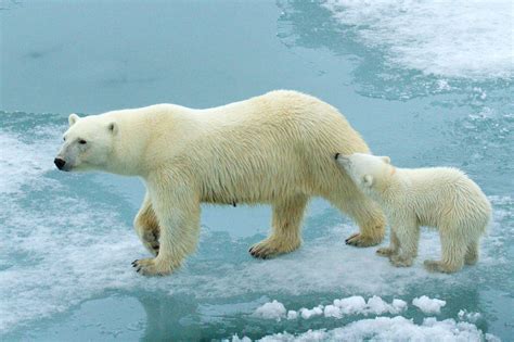 Polar Bears Will Likely Be Wiped Out Almost Everywhere But Canada By 2100