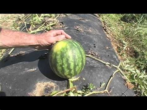 How can you tell if a watermelon is ripe to pick? How to Pick a Ripe Watermelon - YouTube