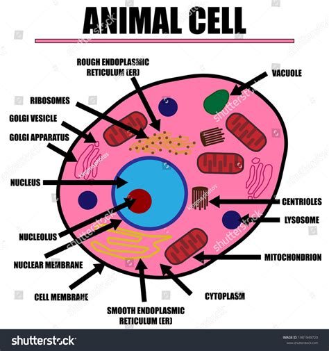 Vesicle In Animal Cell