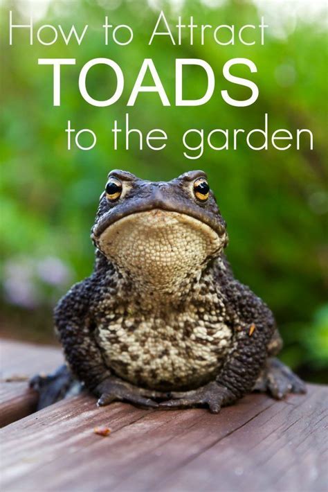 Frogs and toads are attracted to your garden for two reasons. How to Attract Toads to the Garden and Why You Want Them ...