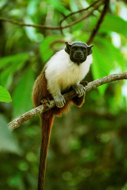 Lista De Primatas Do Brasil Wikipédia A Enciclopédia Livre Animals