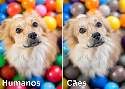 Conheça as 10 mentiras mais contadas sobre cachorros