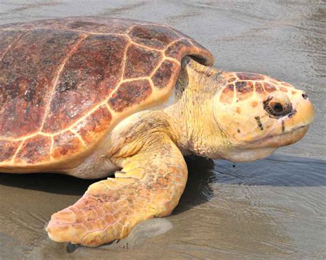 Scdnr Marine Turtle Conservation Program
