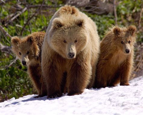 Fotos En Hd De Animales De La Selva De Búsqueda Brown Bear Bear