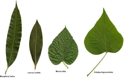 Hojas De Arboles Y Sus Nombres Imágenes de tipos de hojas Imágenes