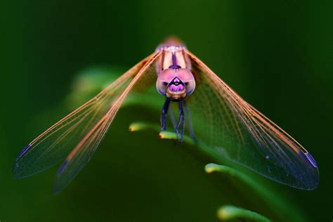 Front View Dragonfly Damselfly Cute Animals