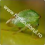 http://www.horticultorul.ro/insecte-boli-daunatori-fungicide-insecticide-ingrasaminte-pesticide/cicada-gheboasa-pomi-vita-de-vie-ceresa-bubalus/