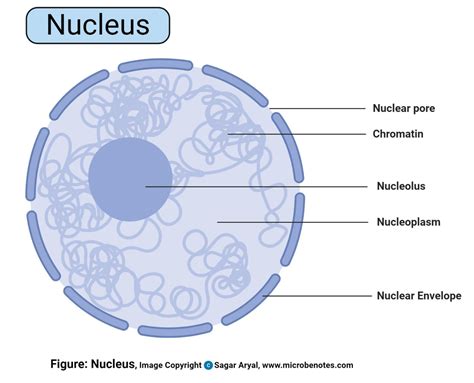 Central Body Of The Cell Nucleus Nucleolus Chromosomes Cells Images