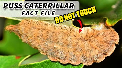 Puss Caterpillar Facts Aka Flannel Moth Facts 🦋 Animal Fact Files