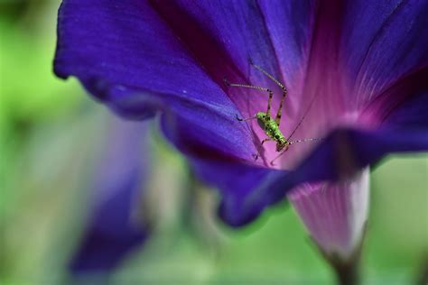 Insectes Et Autresn°8 Flickr
