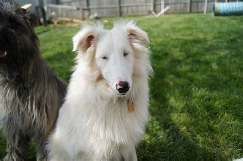 Double White Merle Sheltie Dogs Animals