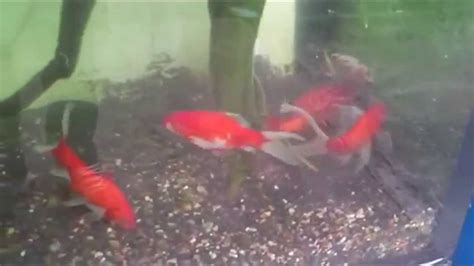 Goldfish Breeding And Laying Eggs Youtube