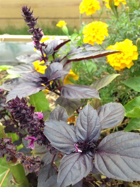 Purple Basil โหระพาสีม่วง Garden Plants