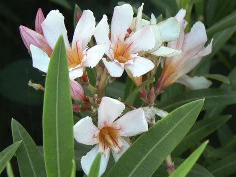 Nerium Oleander Petite Pink Acacia Llc