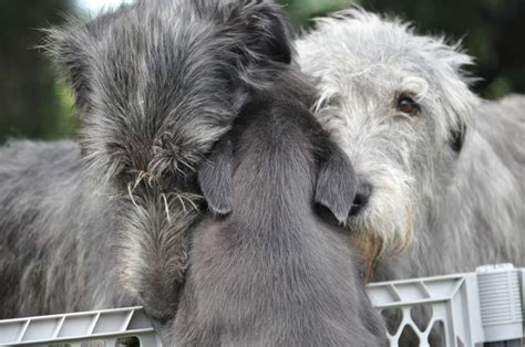 1050 Best Irish Wolfhound Images On Pinterest Irish