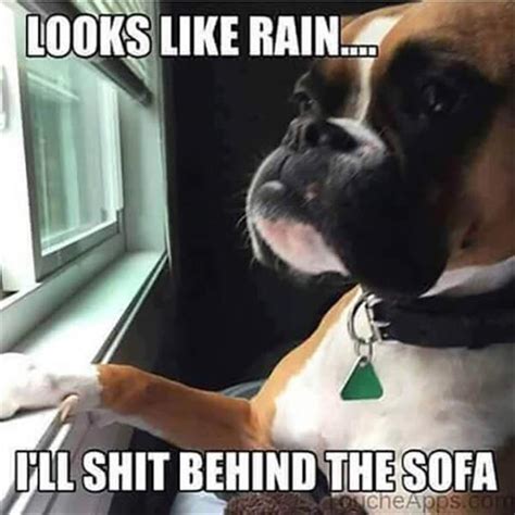 Meme Funny Rainy Day Quotes Davidchirot