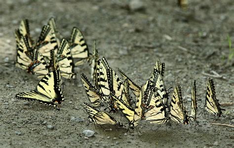 Canadian And Eastern Tiger Swallowtails Puddling Flickr