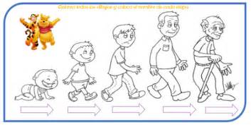 Fichas De Primaria Ficha Del Ciclo De La Vida 28C