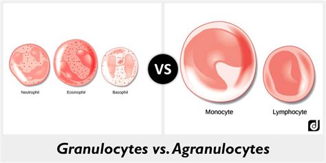 Granulocytes Vs Agranulocytes Whats The Difference Nursing Study