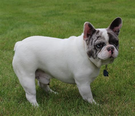 Adult English And French Bulldogs Huskerland Bulldogs Akc Registered