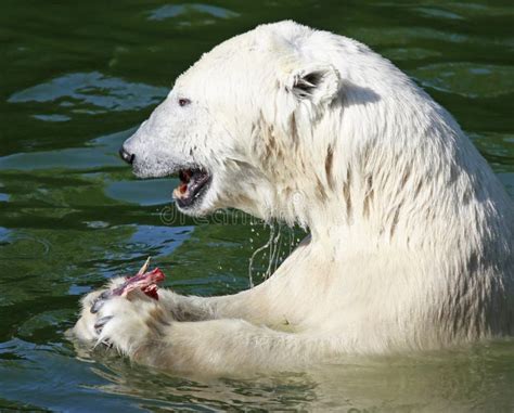 Polar Bear With Fish Stock Image Image Of Hunter Polar 13711565