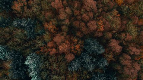 Download Wallpaper 2560x1440 Autumn Trees Aerial View Forest Autumn