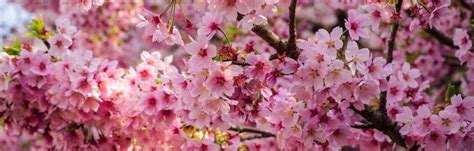 10 Most Popular Sakura Varieties In Japan Kyuhoshi