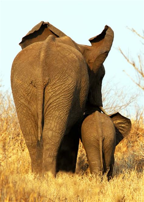 92 Baby Elephant Photos Videos And Facts Thatll Make You Go A