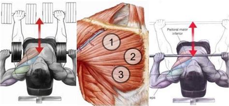 Maybe you would like to learn more about one of these? Chest Workout: Dumbbell Vs Barbell Bench Press - Which One ...