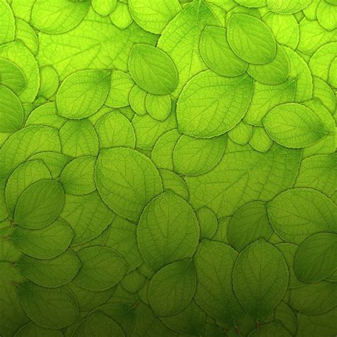 Details 100 Leaf Texture Background Abzlocalmx
