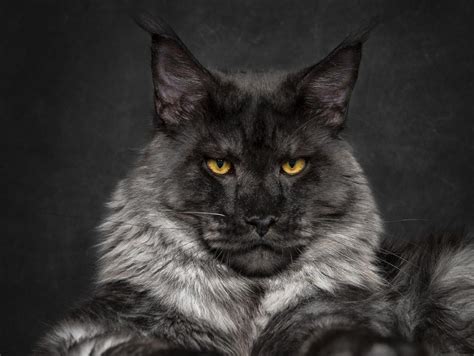 Best Black And White Cat Breeds Internet Vibes