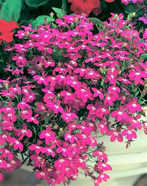 200 Magenta Pink Lobelia Regatta Lobelia Erinus Flower Seeds Etsy