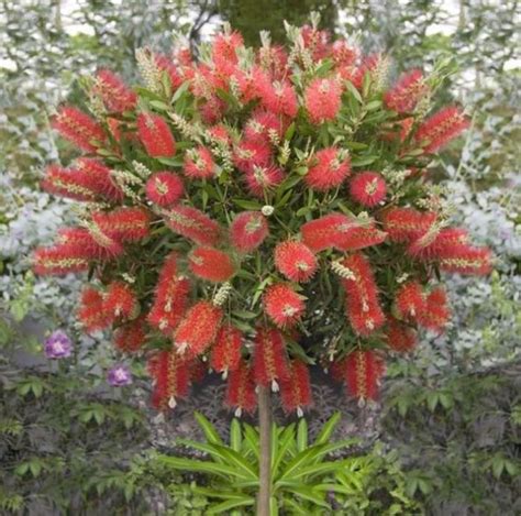 Callistemon An Amazing Plant For Your Garden My Desired Home
