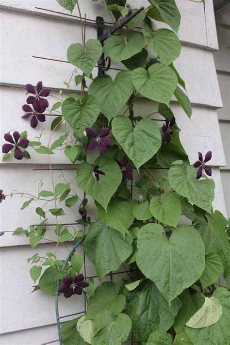 From wikimedia commons, the free media repository. Photo #58076 | Clematis 'Negritjanka' | plant lust