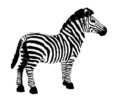 Clipart Of Cartoon Zebras Clipart Best