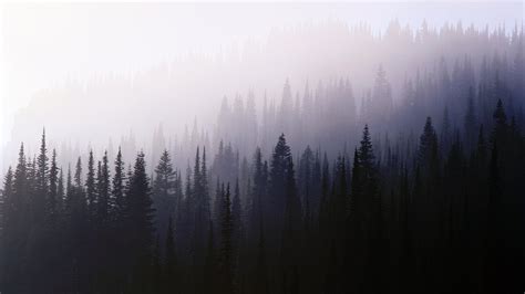 Fondos De Pantalla 1920x1080 Px Bosque Niebla Naturaleza Árboles