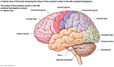 Cerebral Cortex Brain Diagram Human Brain Diagram Brain Anatomy
