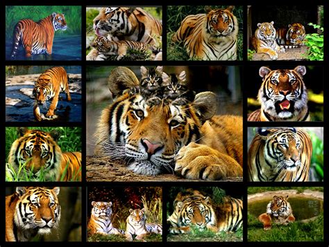 Tiger Collage Tigerclan Fan Art 34588372 Fanpop