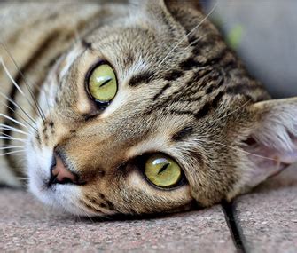 As you can see in table 1, cats with lymphoma had significantly higher levels of tk in their serum than those in the other three groups. Feline Leukemia