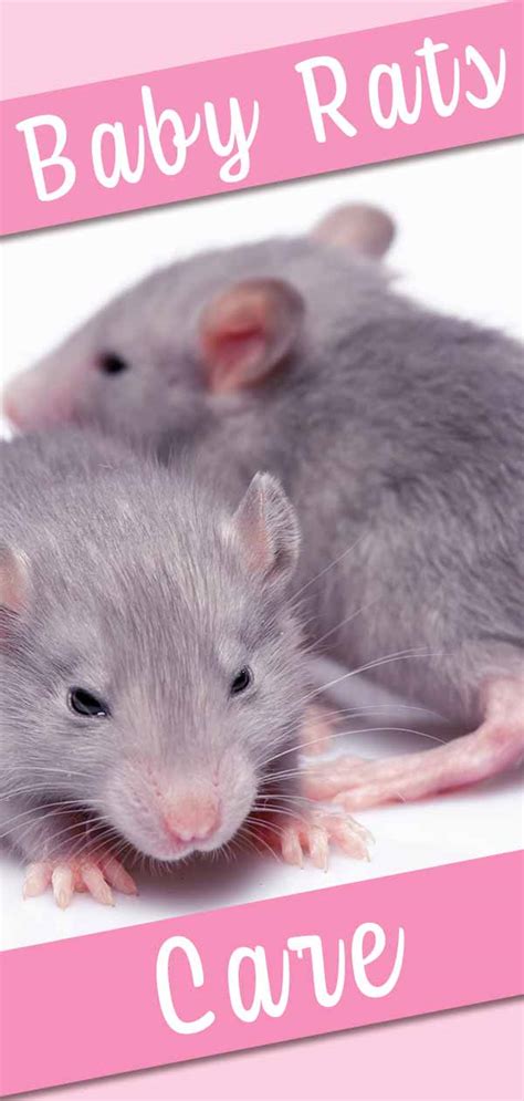Baby Rats A Guide To Baby Rat Care Behavior And Development 2022