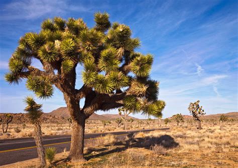 Check spelling or type a new query. The Best Joshua Tree National Park Tours & Tickets 2021 ...