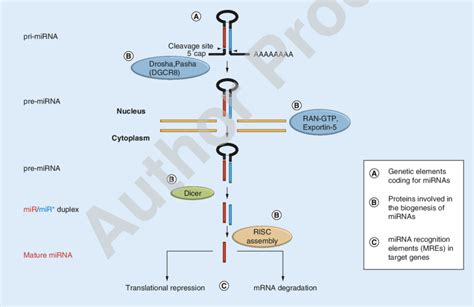 Our products are 100% natural and organic. The stages involved in miRNA biogenesis. Also indicated are steps in... | Download Scientific ...