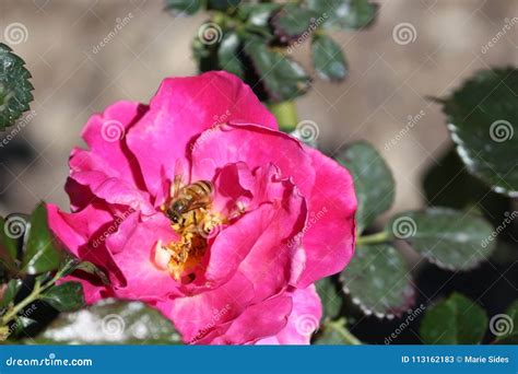 Rose And Bee Stock Image Image Of Wings Flower Garden 113162183