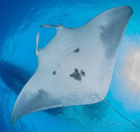 Scientists Discover Worlds First Known Manta Ray Nursery The