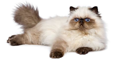 long haired cat breeds