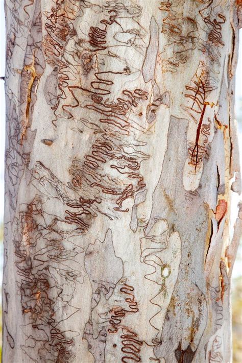 Scribbly Gum Tree Bark Background Stock Image Image Of Eucalyptus
