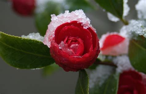 Winter Camellia A Shrub That Blooms Even In Deep Frost And Thick Snow